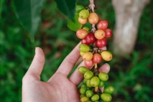 coffee plant and beans