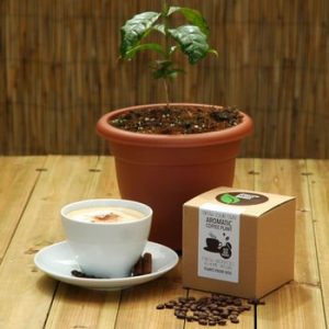 Grow Your Own Coffee Plant Kit