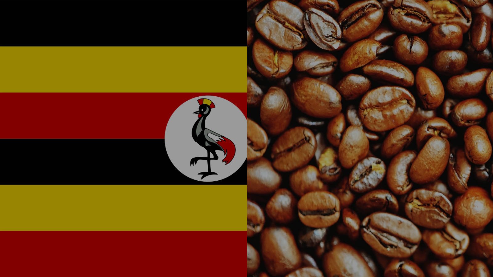Uganda Coffee Production Country CoffeExtraction